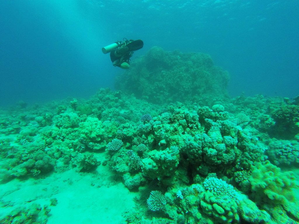 El Mar Rojo es uno de los mejores lugares del mundo para hacer submarinismo.